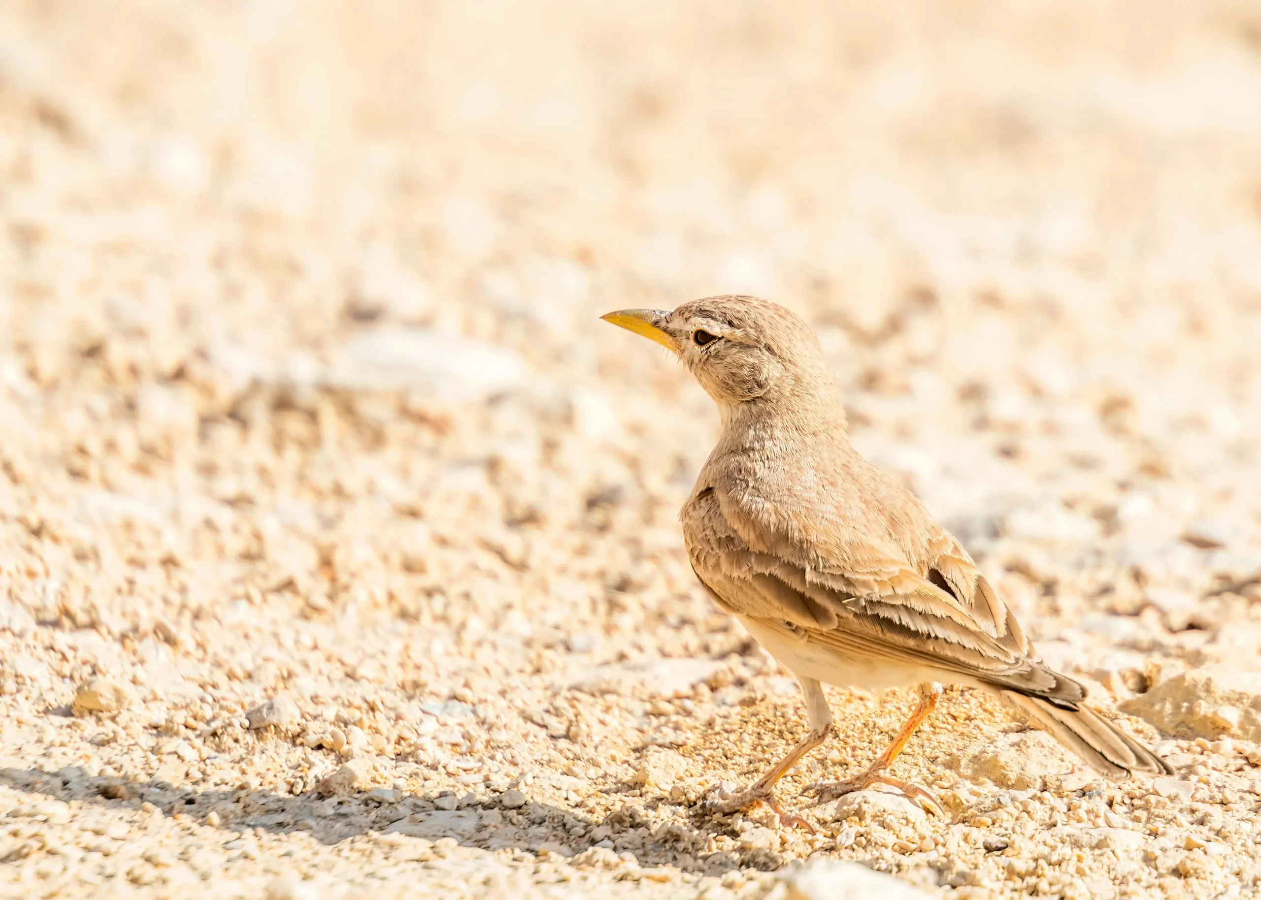 birdsofmoroccotours