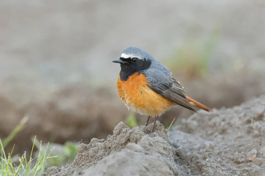 Moussier’s Redstart