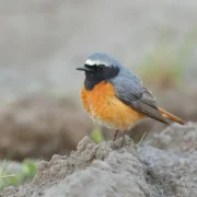 Moussier’s Redstart