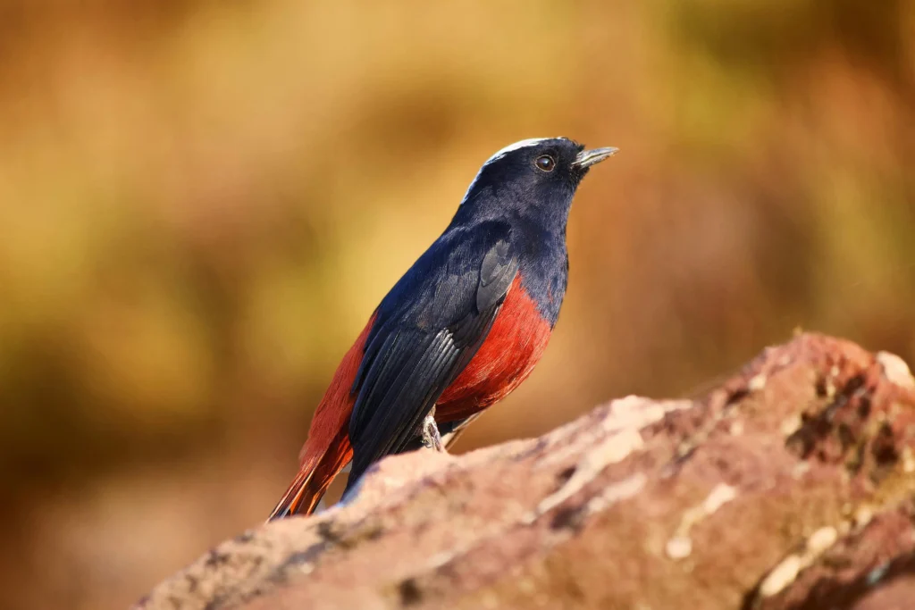 Morocco Birds