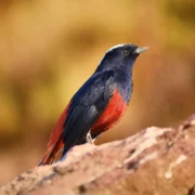 Morocco Birds