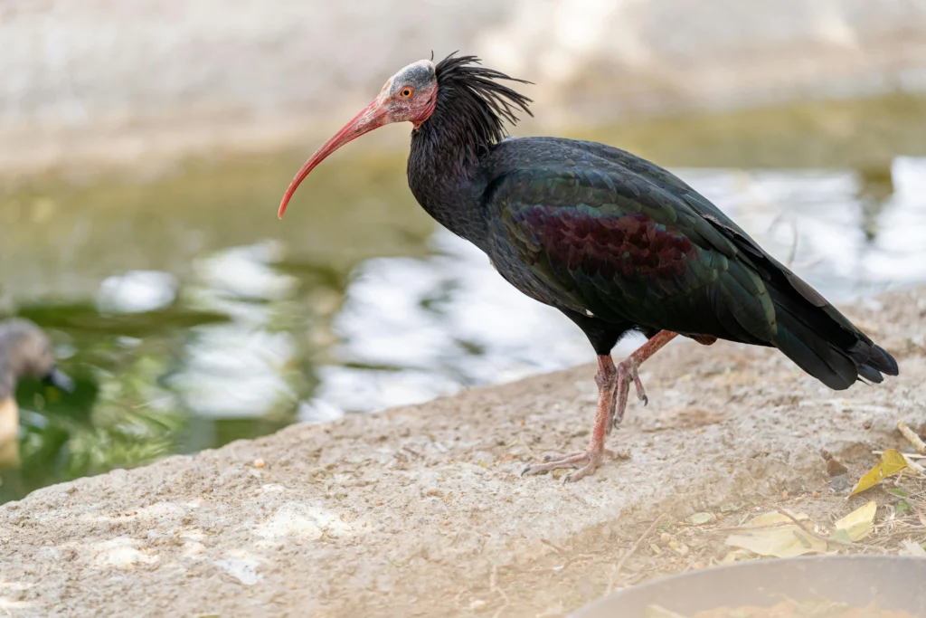 The Northern Bald Ibis (Geronticus eremita)