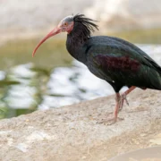 The Northern Bald Ibis (Geronticus eremita)