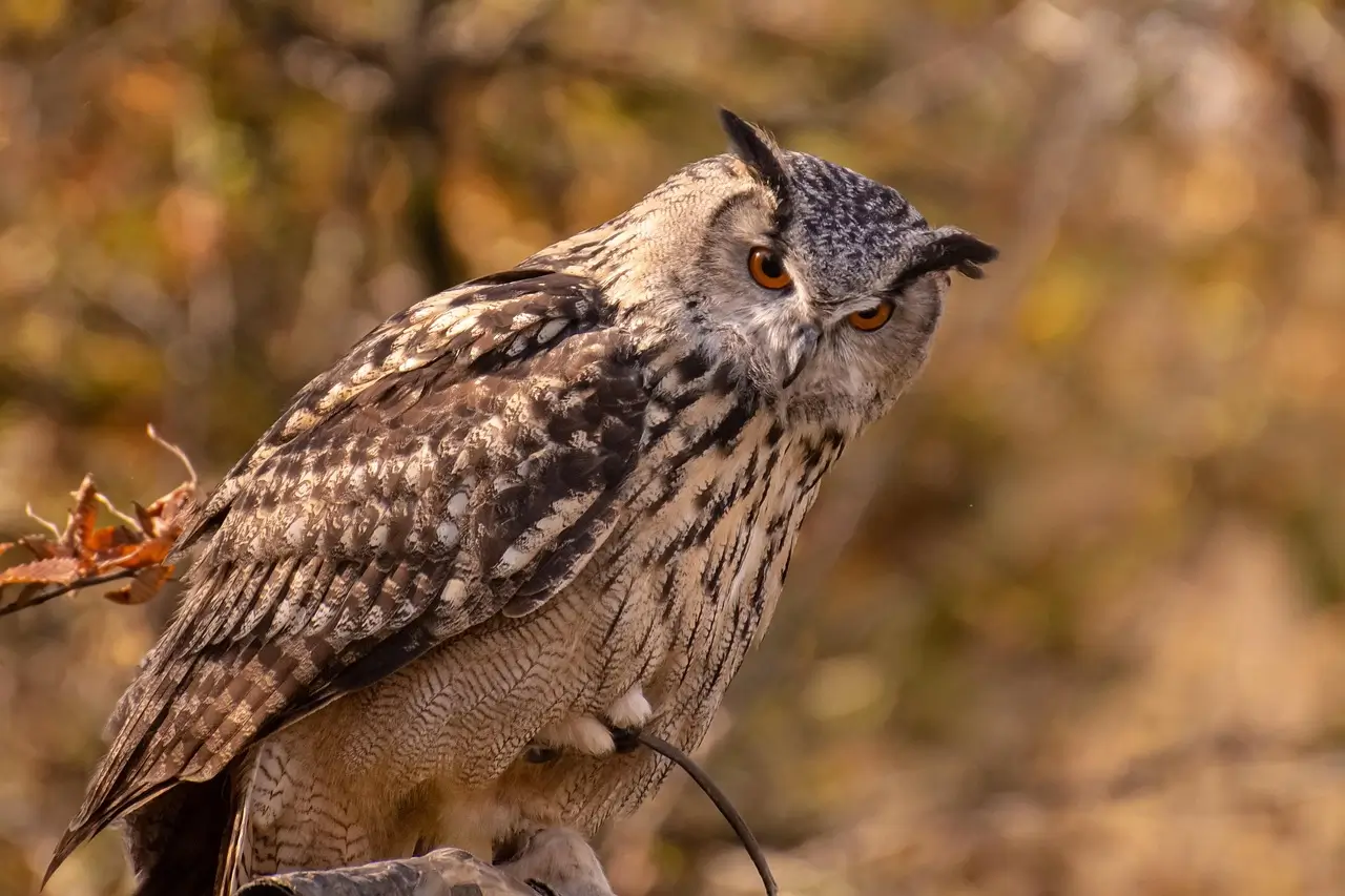 birds of morocco tours