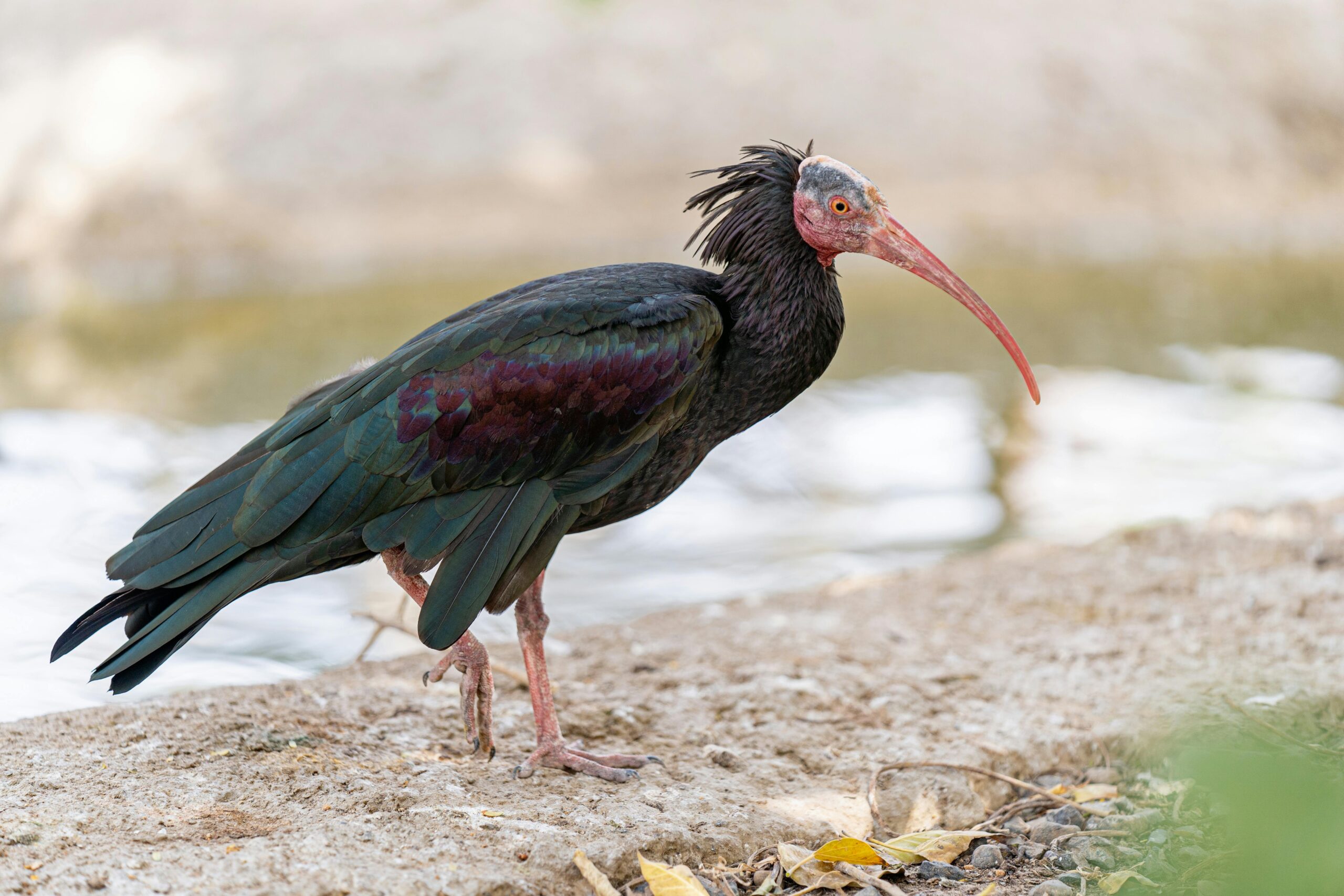 birdsofmoroccotours